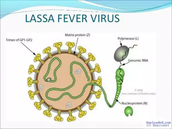 How To Report Suspected Lassa Fever Virus Cases